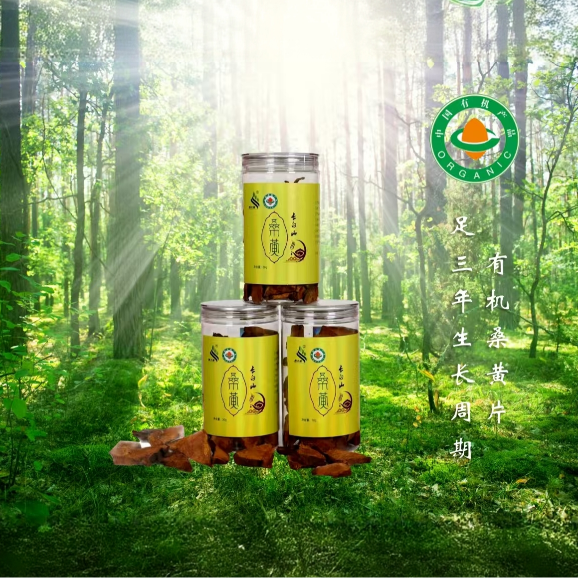 长白山西大坡有机桑黄180g 包邮