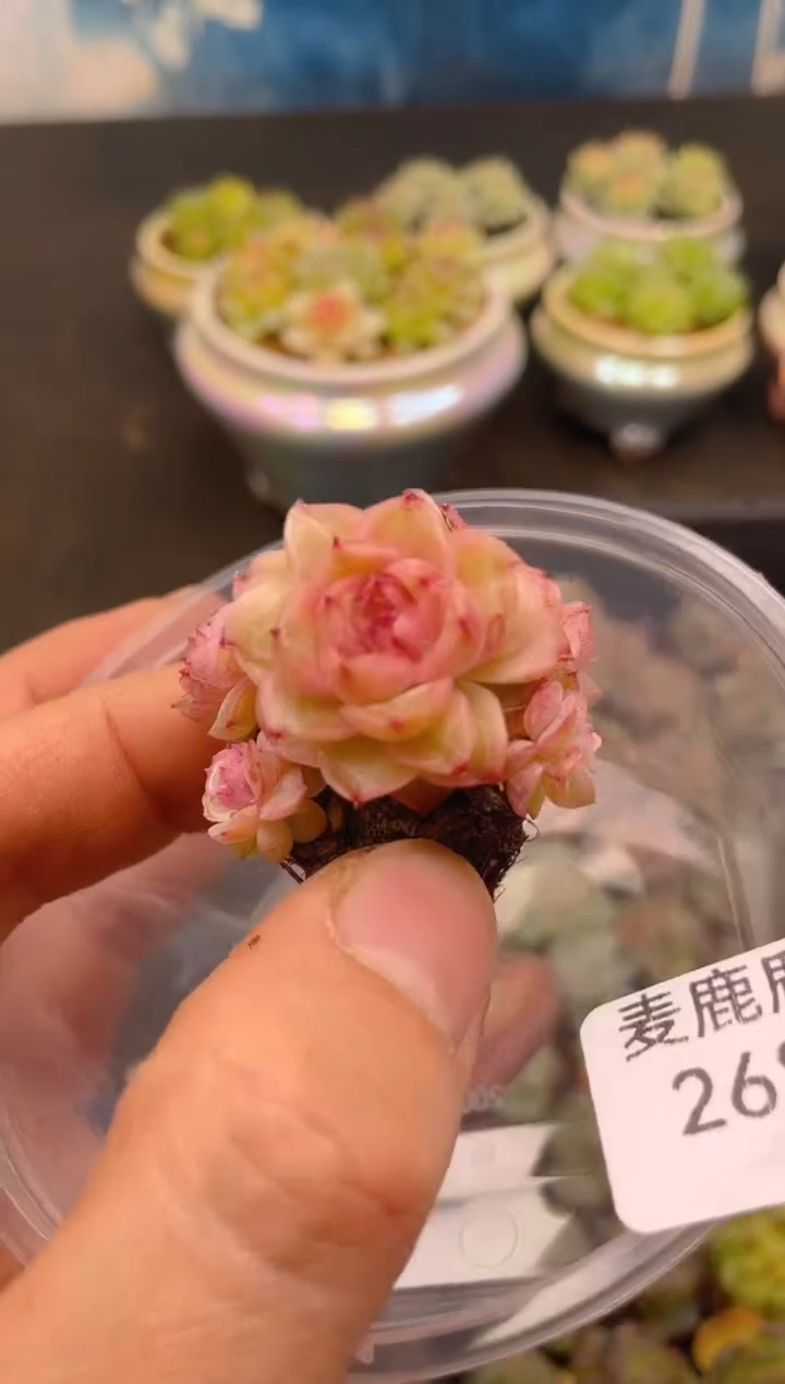 268孤品    一物一拍