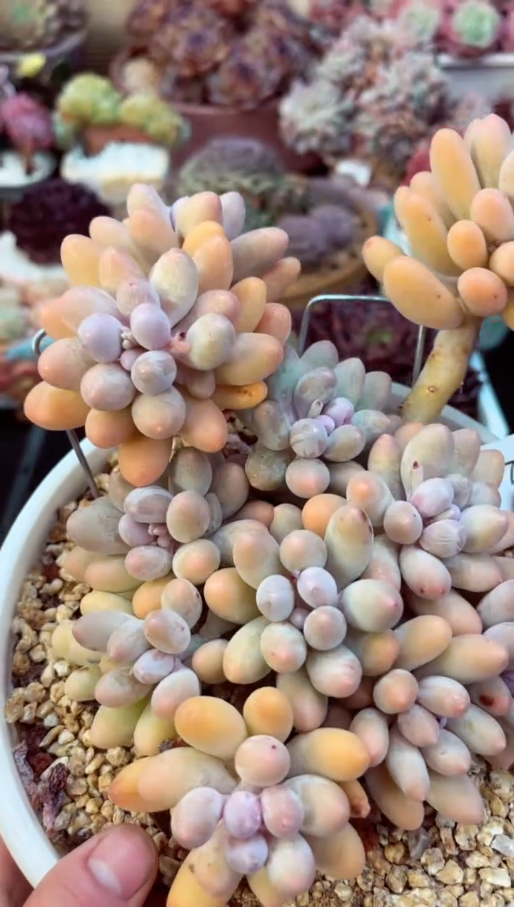 【闪购商品】7745群生汤圆多肉