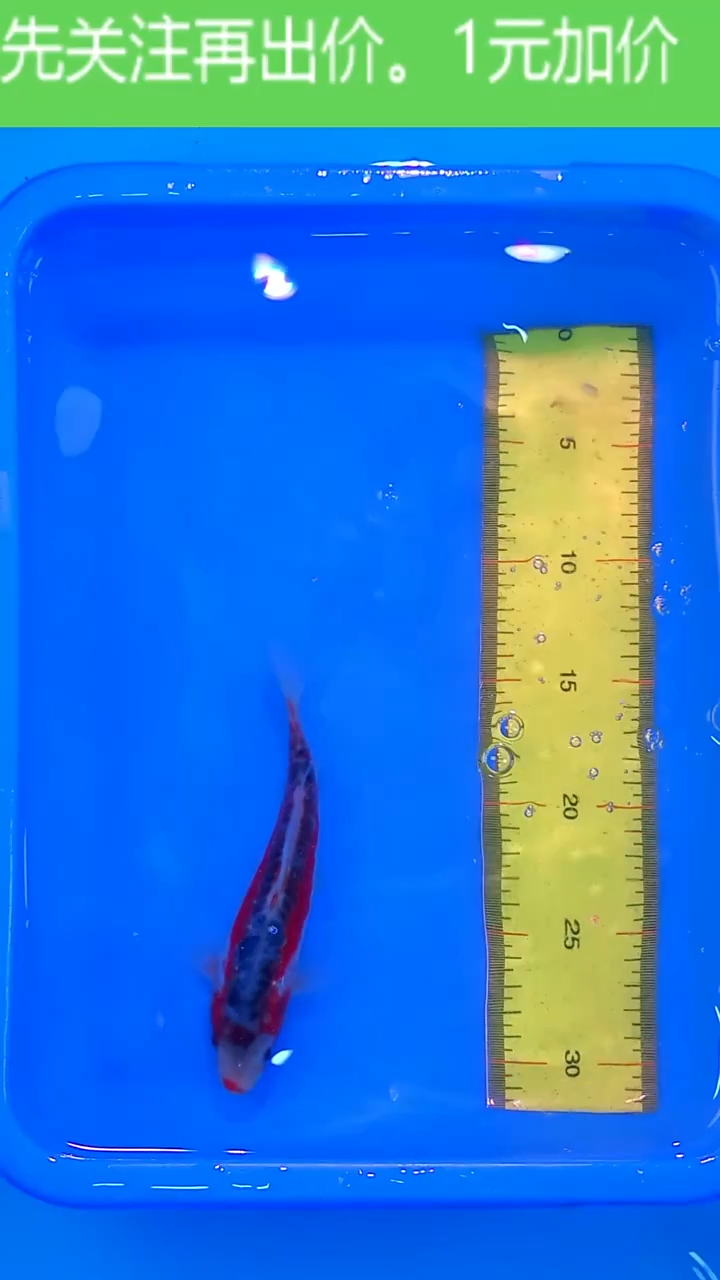 锦鲤12月18日锦鲤21