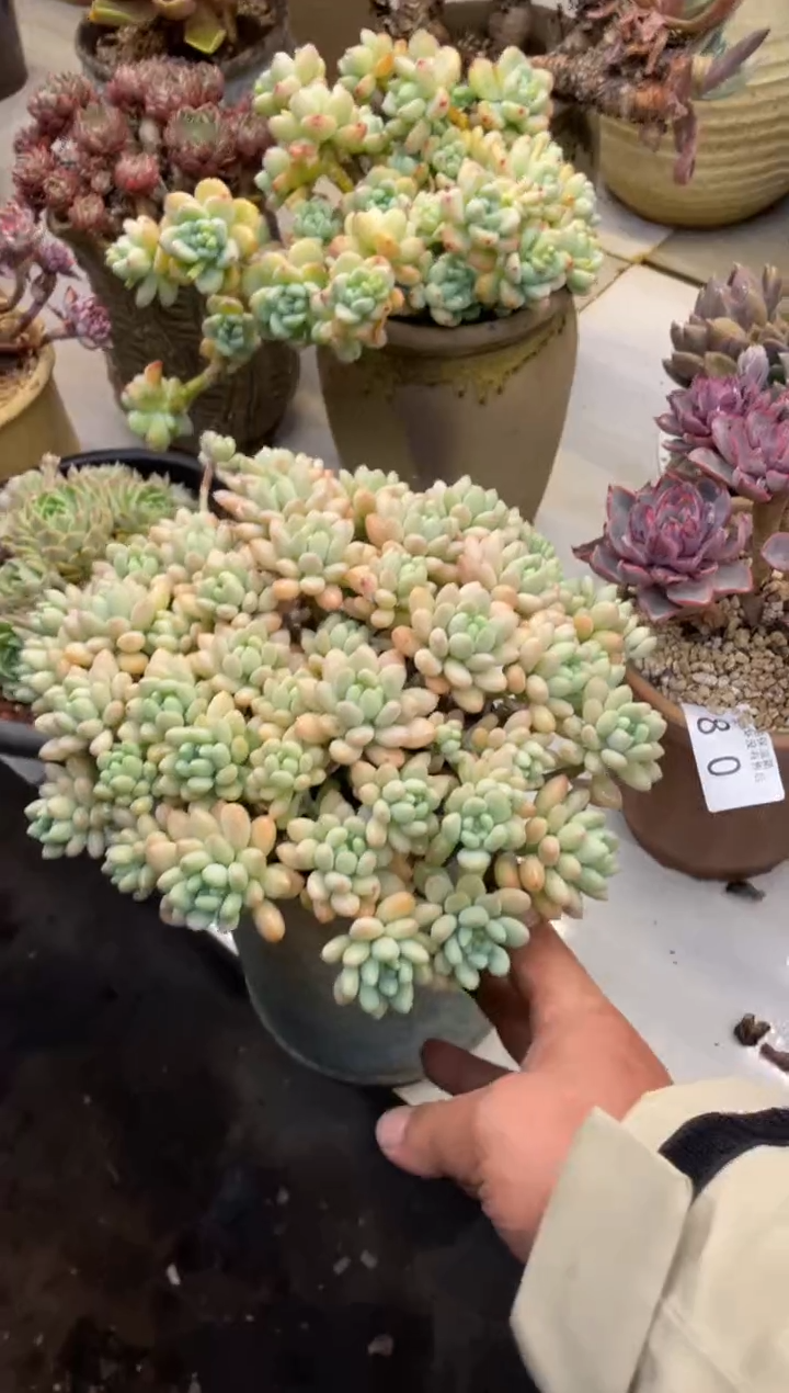 【闪购商品】81鱼子酱