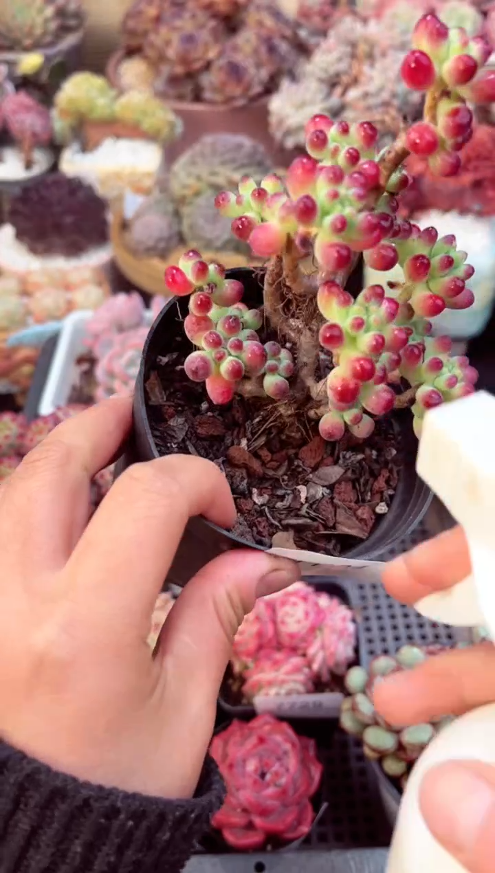 【闪购商品】7731乙女心多肉