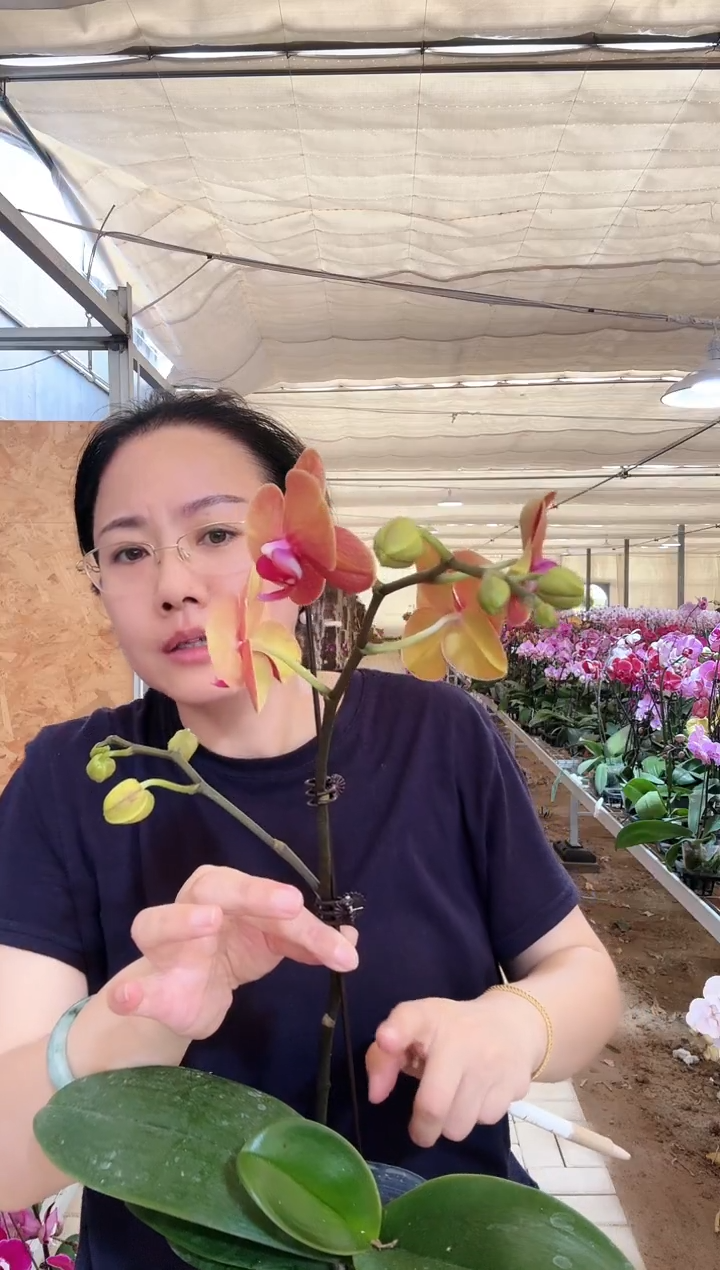 完全开放8.1下150金桔1棵