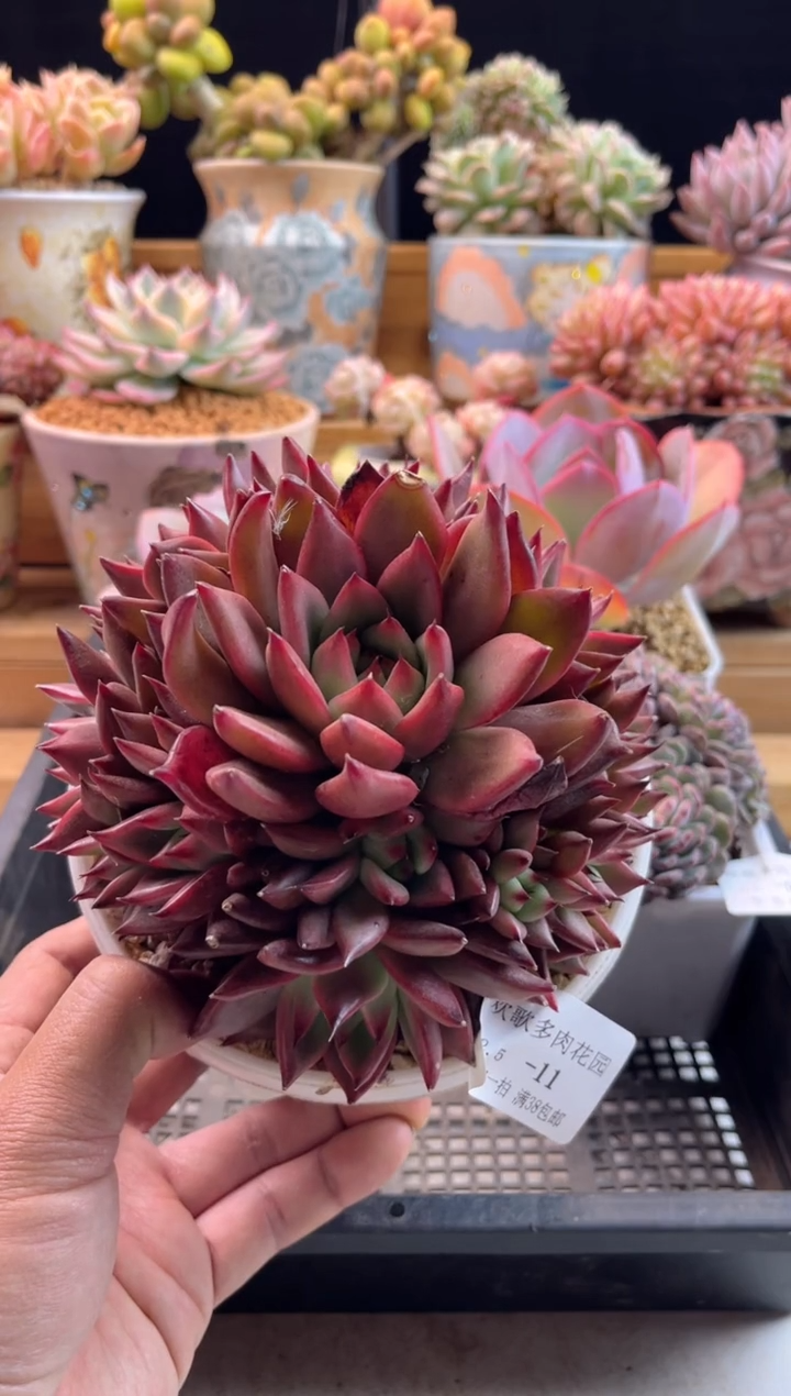 【闪购商品】2.5-11阿姆斯壮