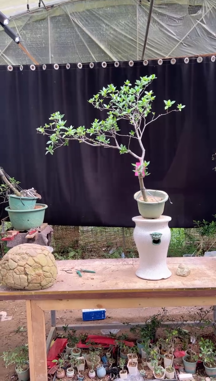 当前无花朵，栽培后可花朵雨  海岛栀子花