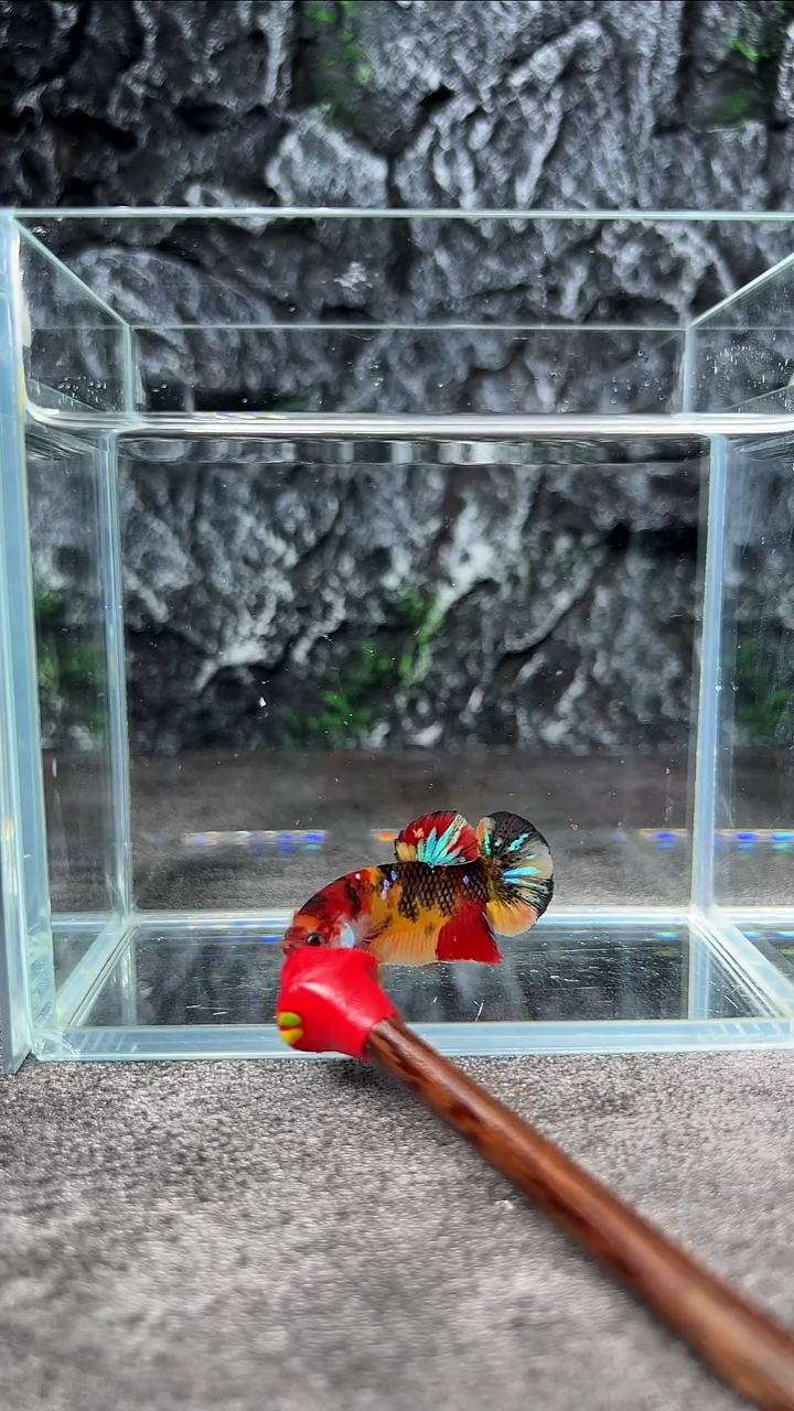 斗鱼竞拍链接A039