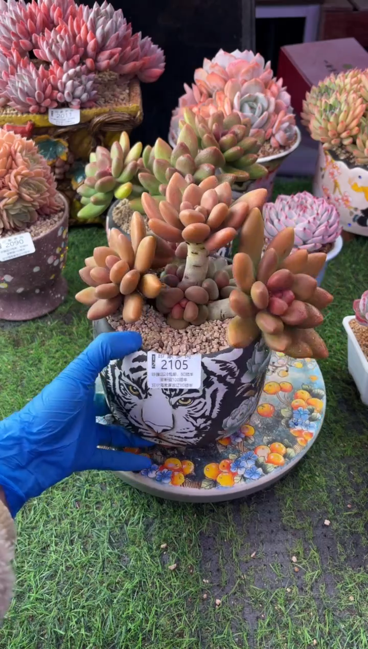 昆明印象多肉2105