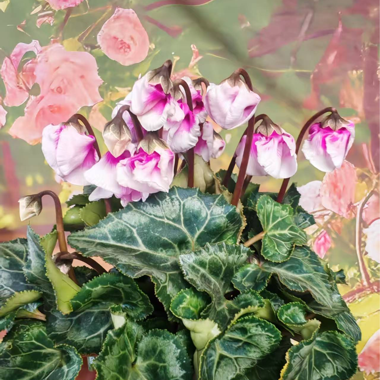 条纹风铃仙子 好养仙客来易活阳台客厅室内观花植物