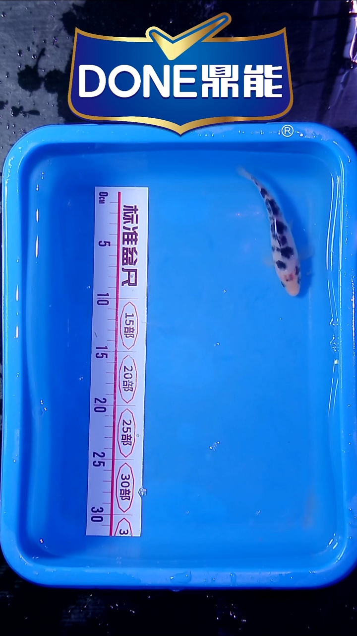 锦鲤直播间菁选 对版发货 6号