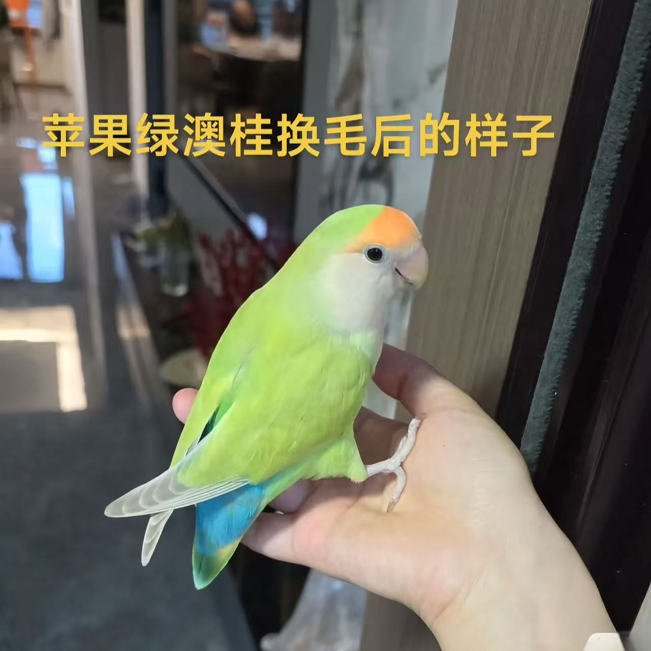 （盲盒）双十二专属面类牡丹鹦鹉亲人粘人好上手