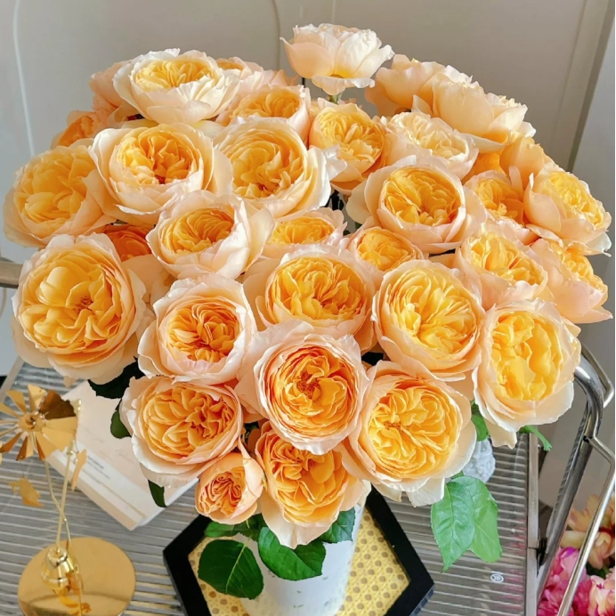 【今喜花舍】（单头）朱丽叶 稀有单头玫瑰 一单顺丰两单空运