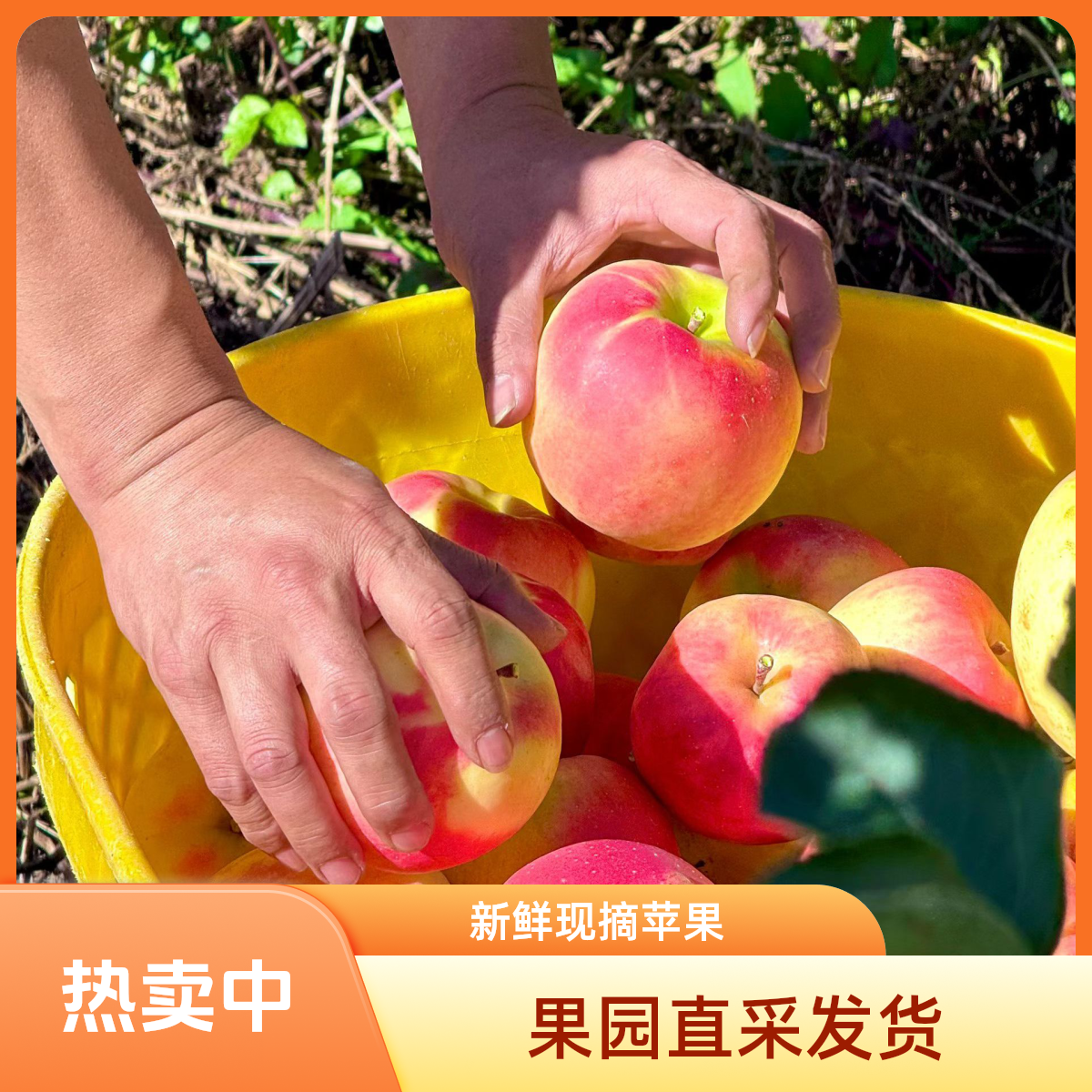 川西高原茂县瑞雪苹果  苹果爱马仕   耐储存  脆甜多汁金奖果  