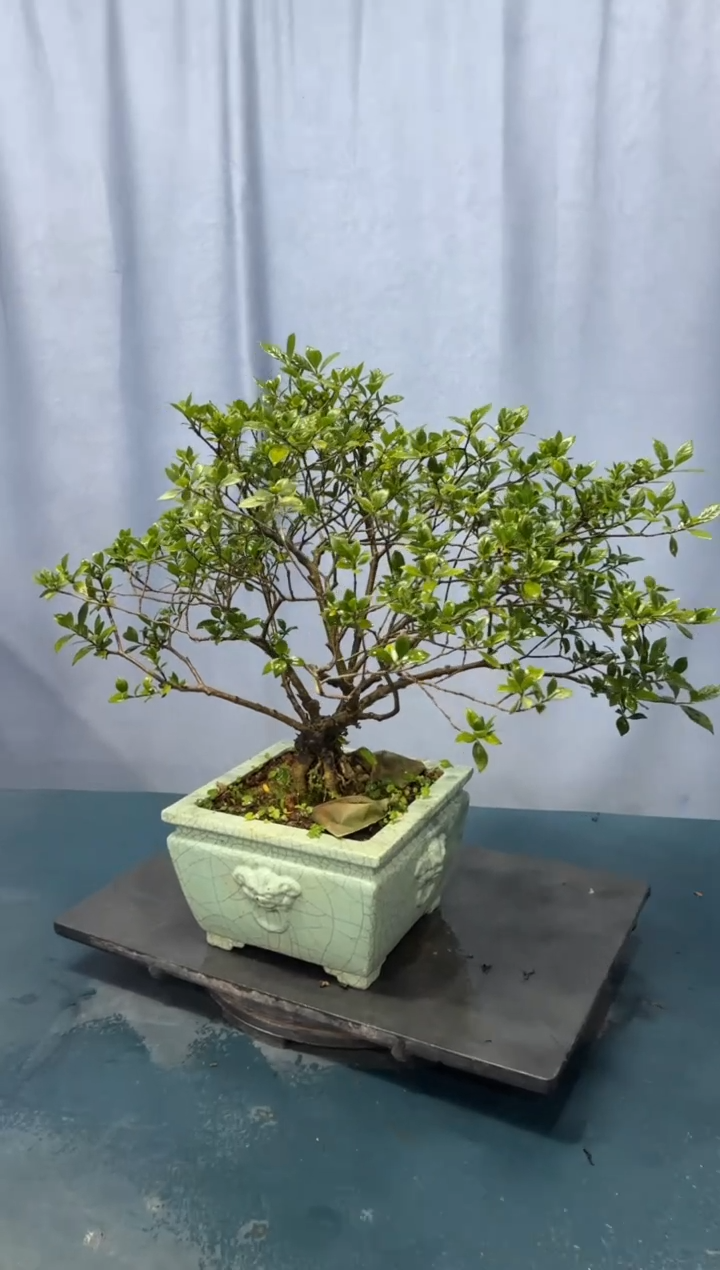 【闪购商品】盆景栀子花