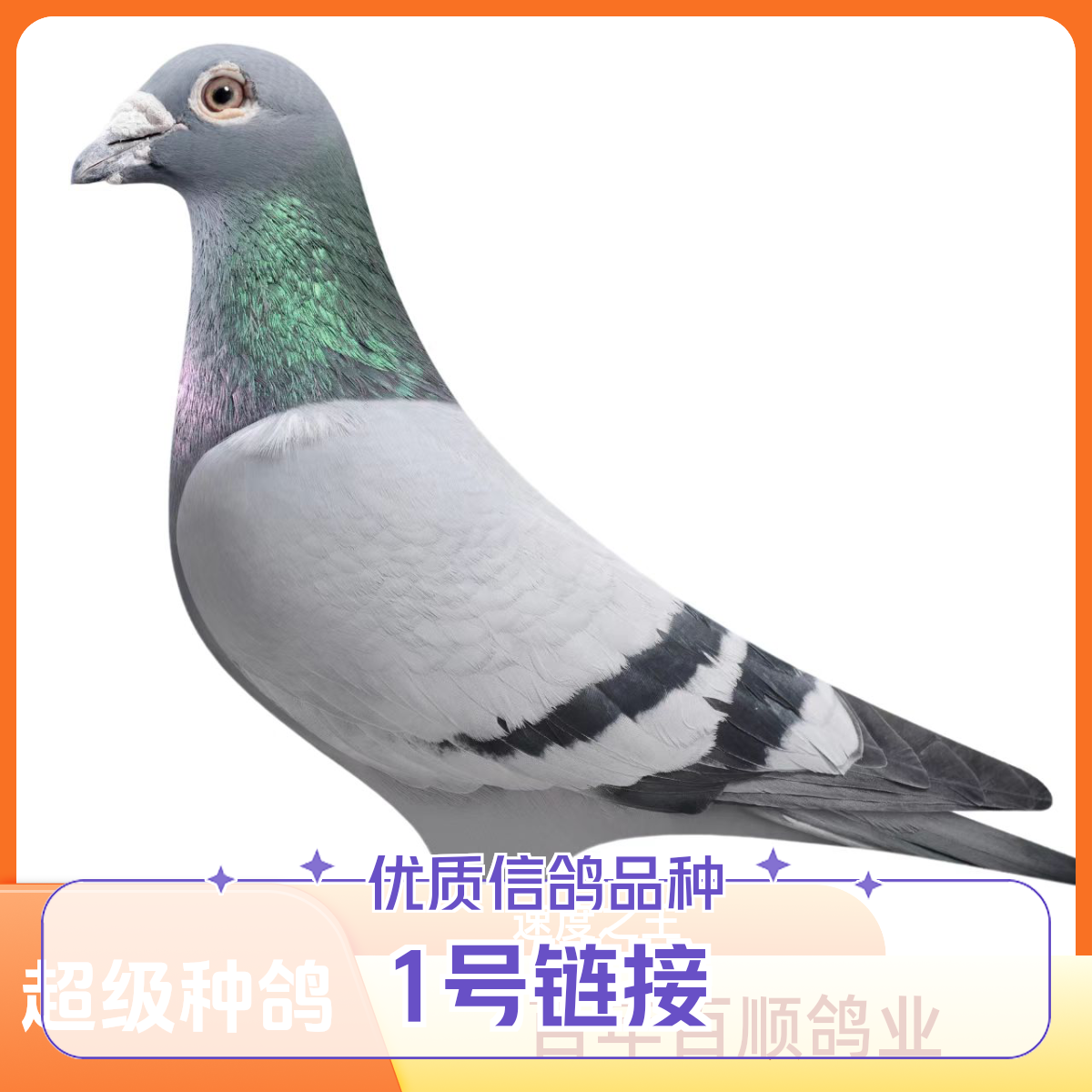 信鸽赛鸽种鸽成绩鸽生鲜鸽子等等