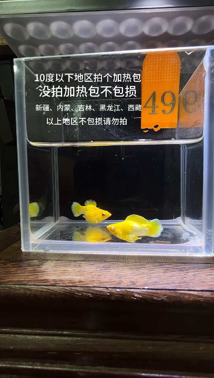 孔雀鱼黄金玛丽球编号49