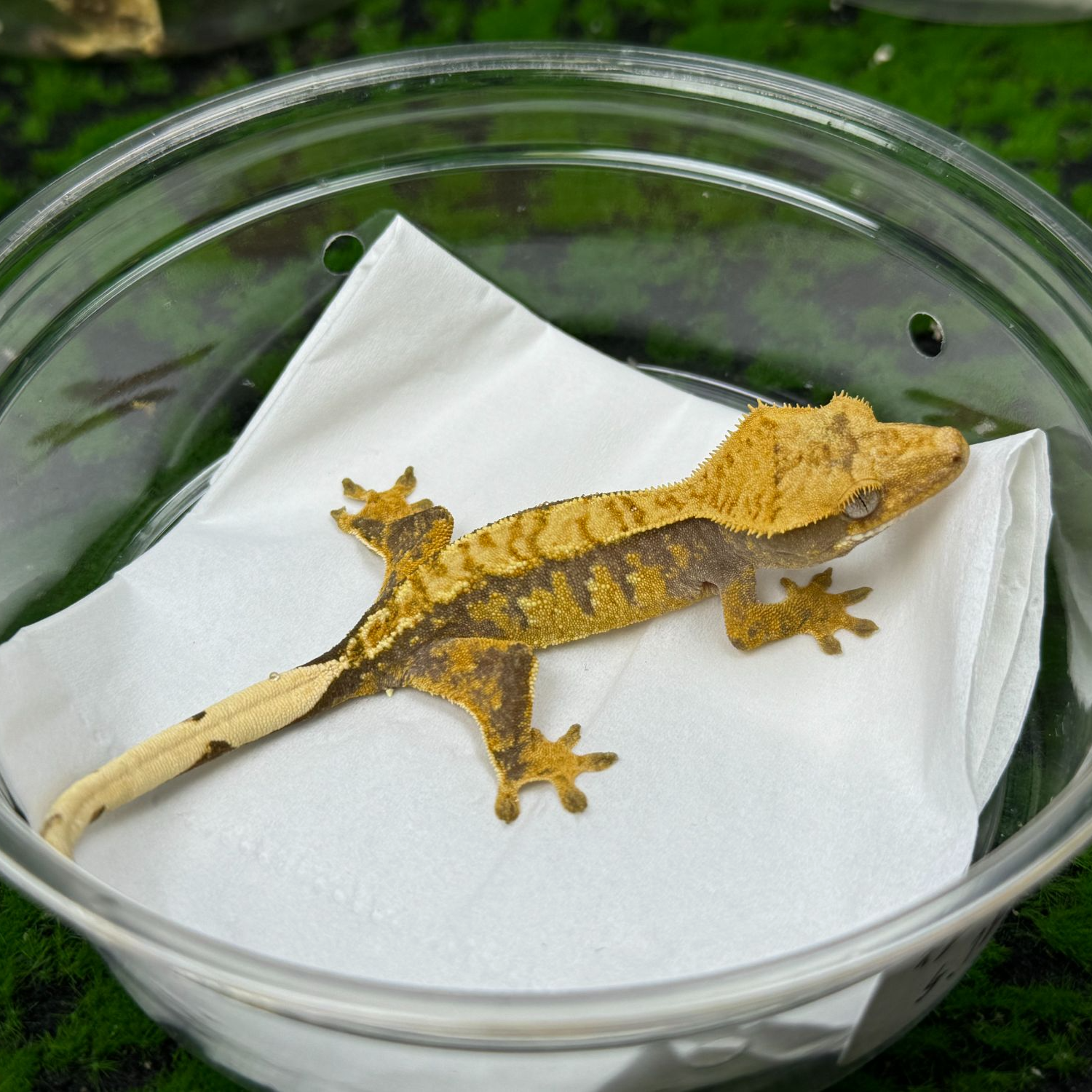 小丑亚成手入门温顺可爱桌面宠物活体