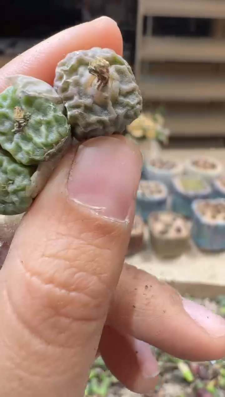 29-346多肉植物肉锥