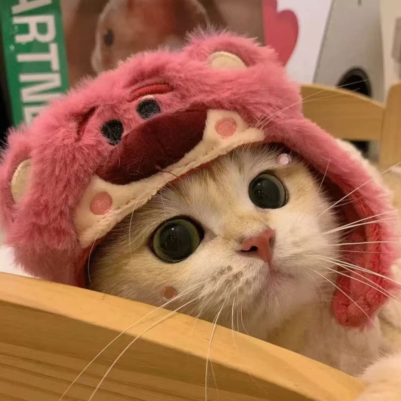 KD宠物 直播间一对一猫咪指定专属链接 （和主播沟通确认后再拍哦）