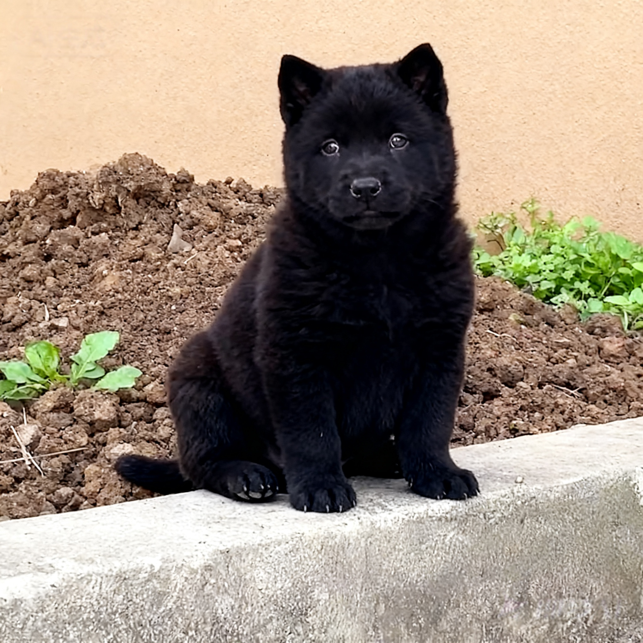 五黑犬幼犬聪明唐狗霸气猫耳中华田园犬狗广西土猎犬忠诚可爱幼宠