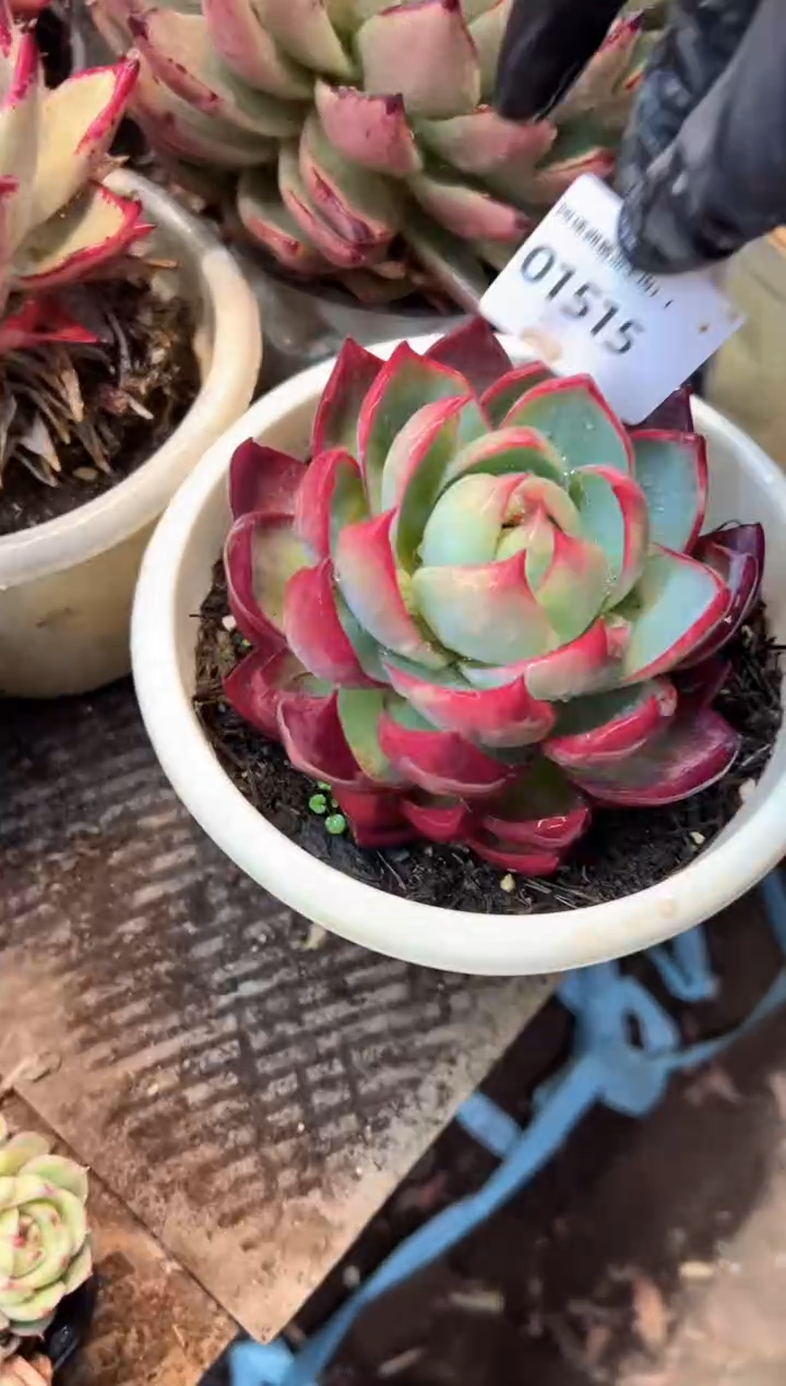 家****基多肉植物一物一拍01515