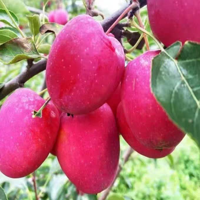 净重发货大果大号鸡心果海棠冰糖心小苹果新鲜采摘