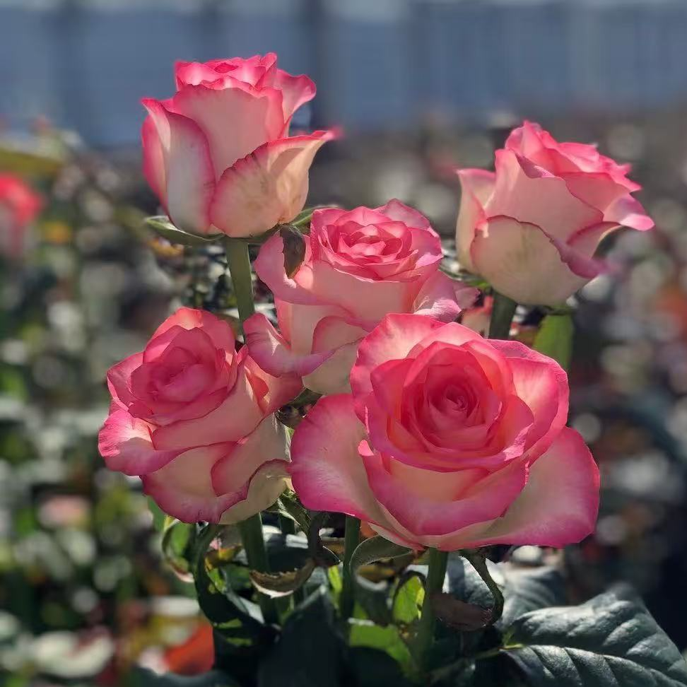 艾莎 正宗大花渐变色切花大花月季花盆栽室内外新手易养切花玫瑰