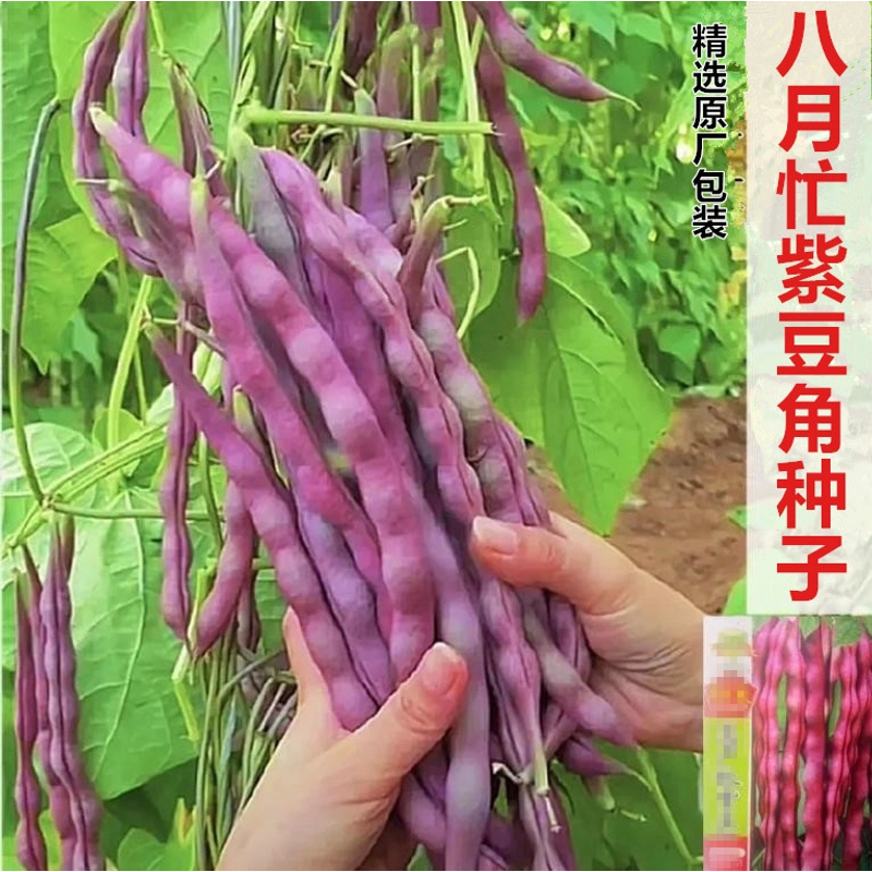 【八月忙冻死鬼豆角种子】耐热紫豆角家庭阳台小院盆栽地栽四季种植