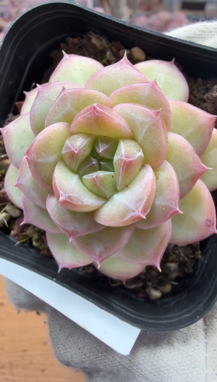 东云多肉园三店-155