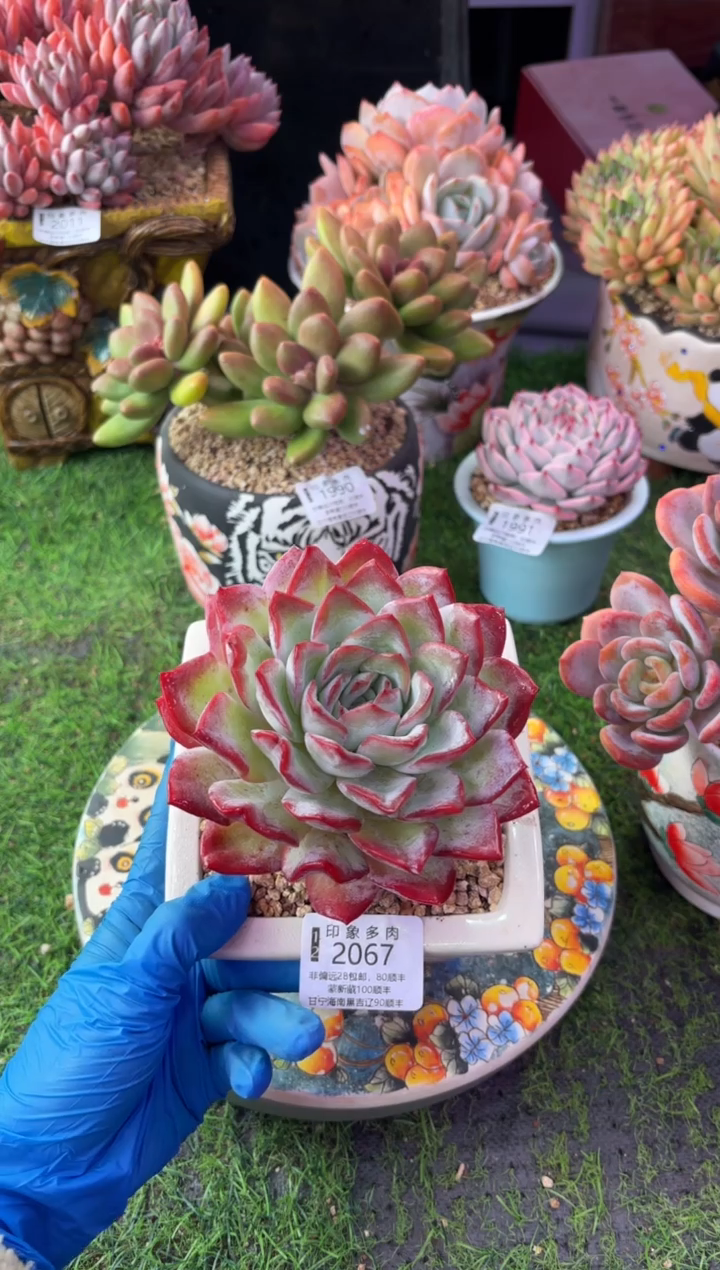 昆明印象多肉2067