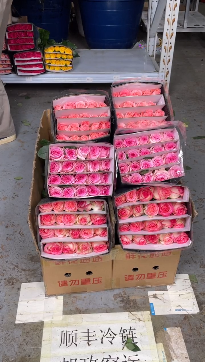 艾沙20枝+洛神20枝+戴安娜20枝