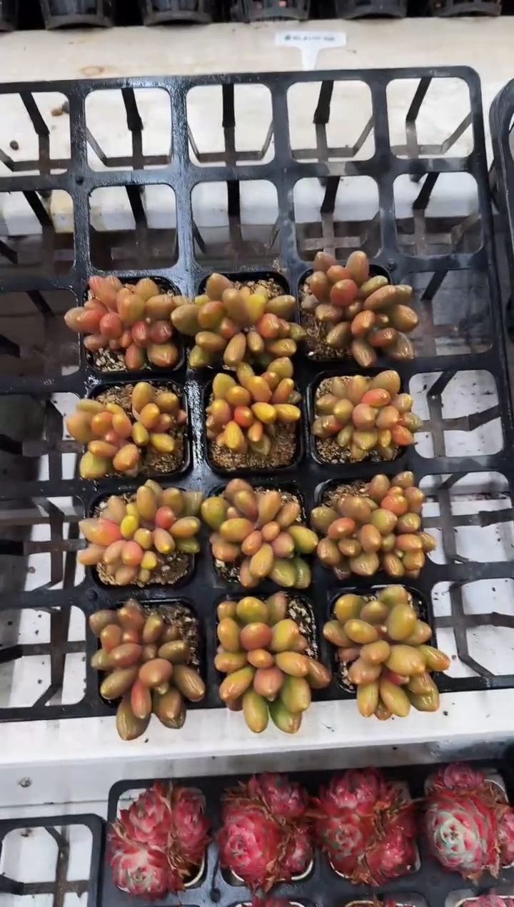 50#2-3头红芒果奶（4-6cm）带盆土