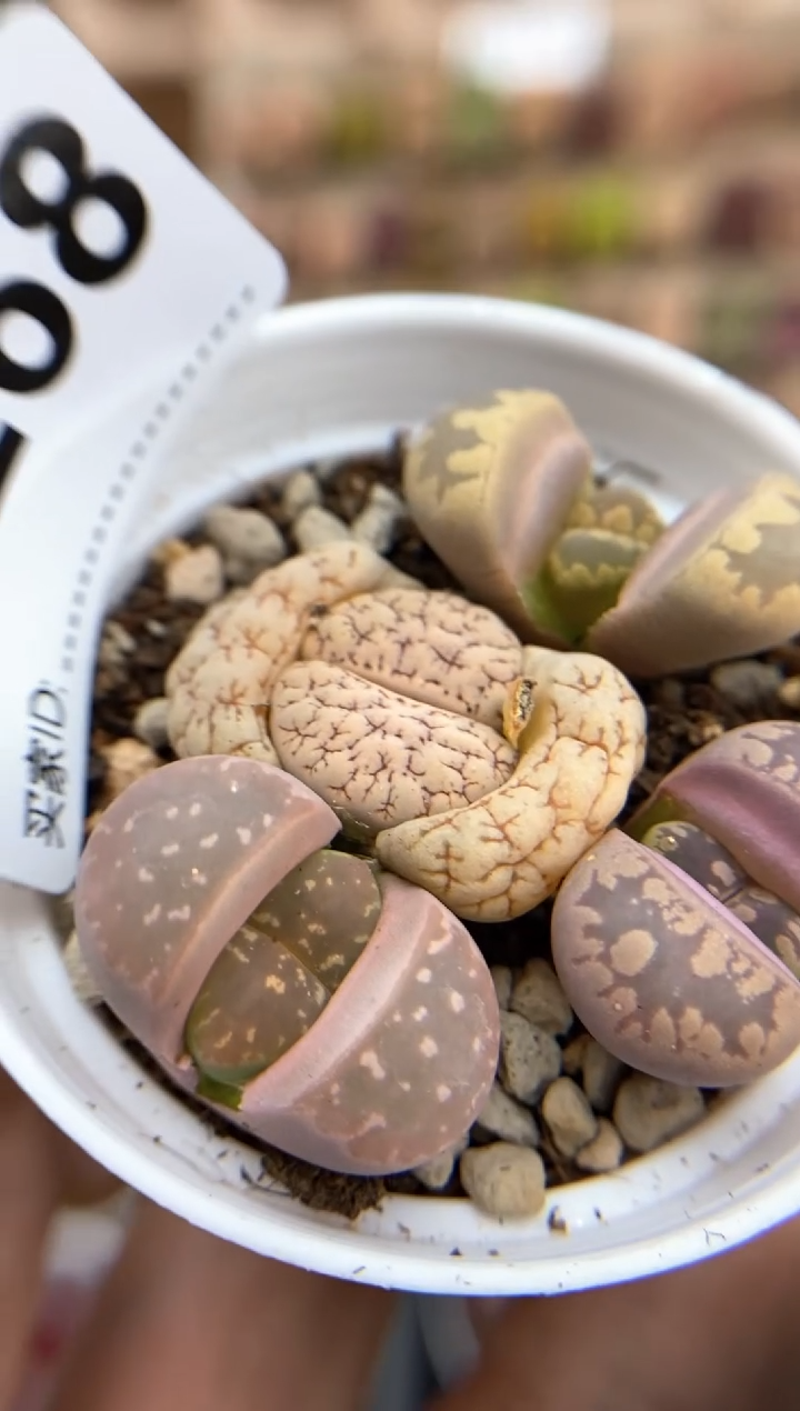 【闪购商品】7268直播间一物一拍