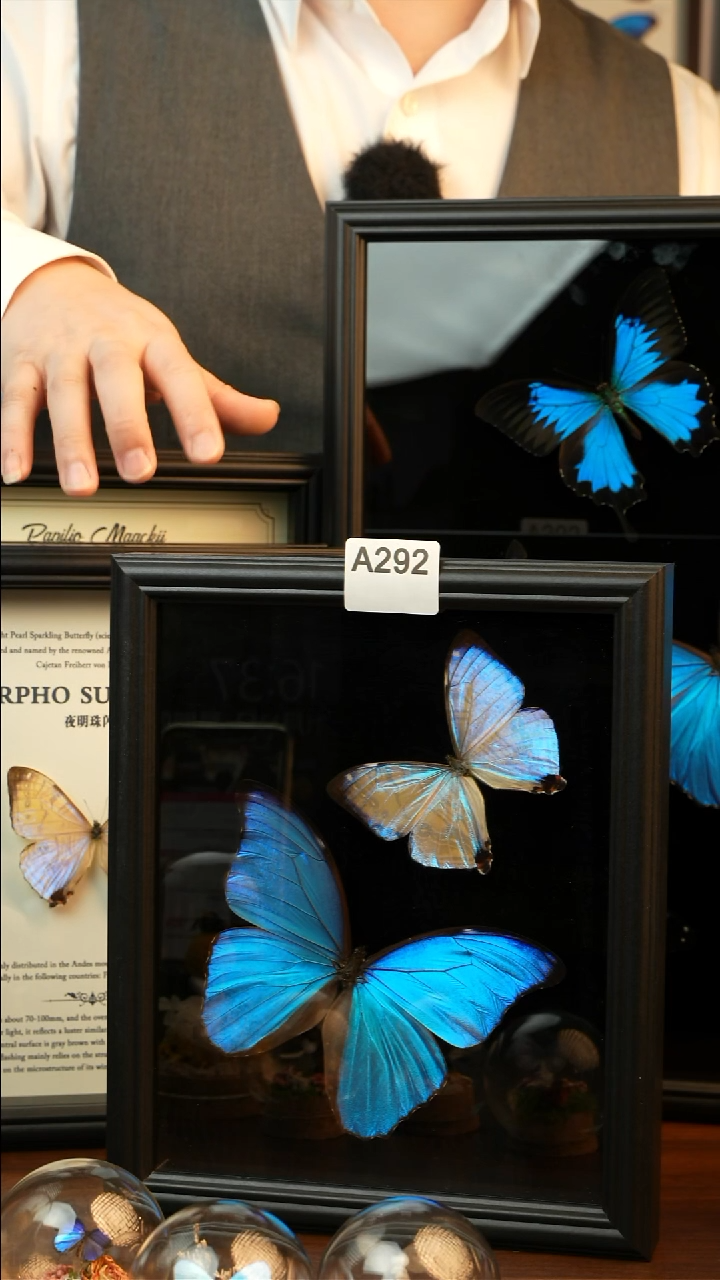 夜明珠闪蝶+大蓝闪蝶双蝶组合款 A292