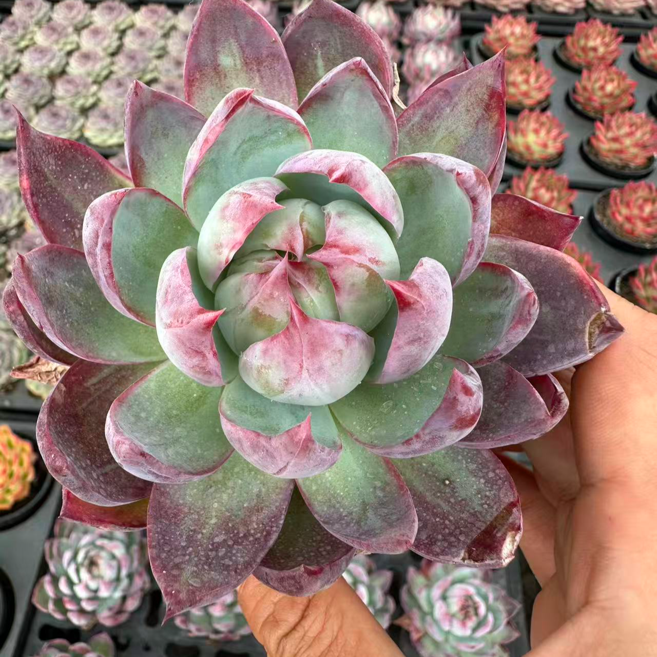 90#惊鸿仙子多肉植物 前男友精品多肉