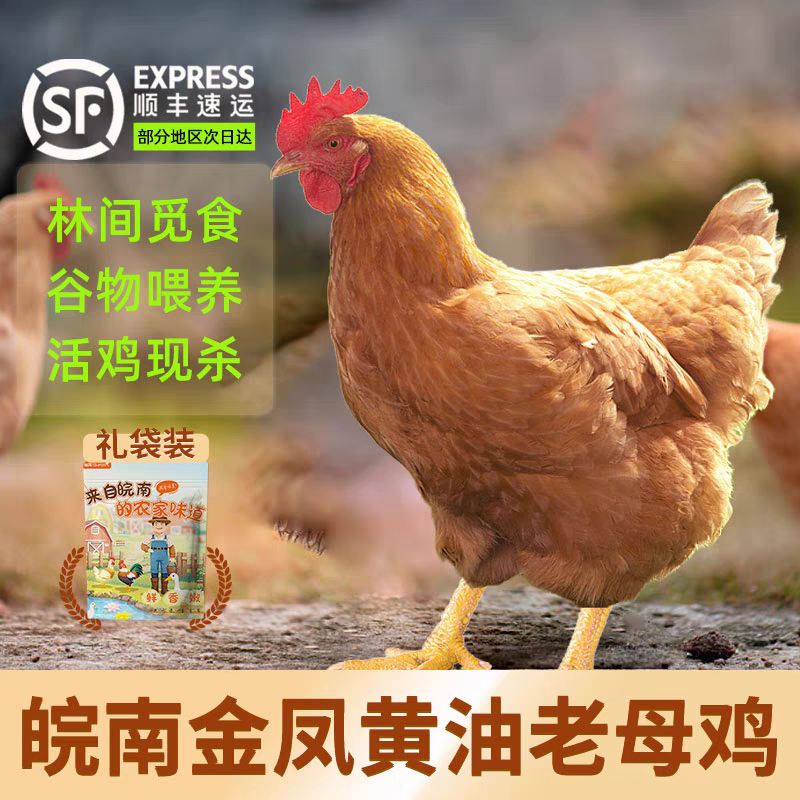 皖南山区正宗农户老母鸡黄油2年以上土鸡杀好发货顺丰包邮