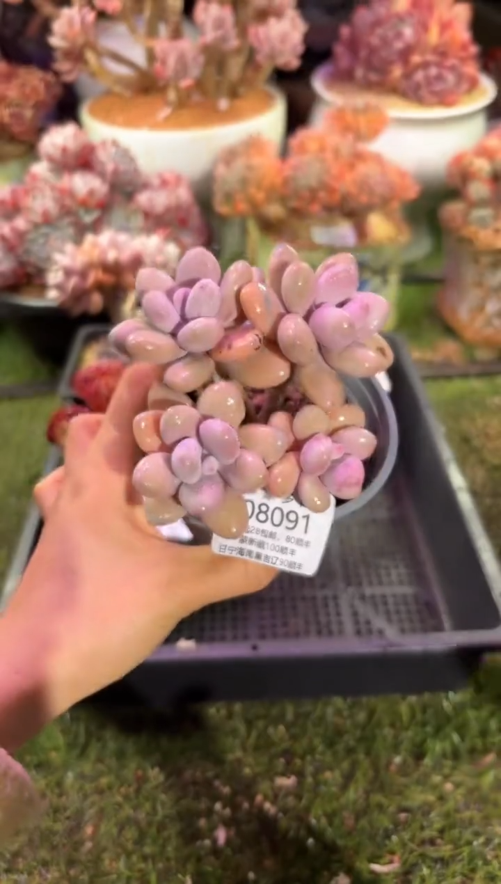 【闪购商品】08091