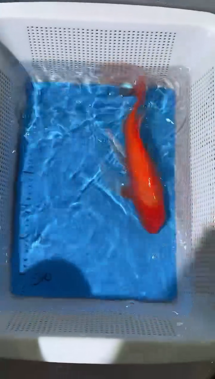 锦鲤拍开箱视频爆氧视频包售后包邮