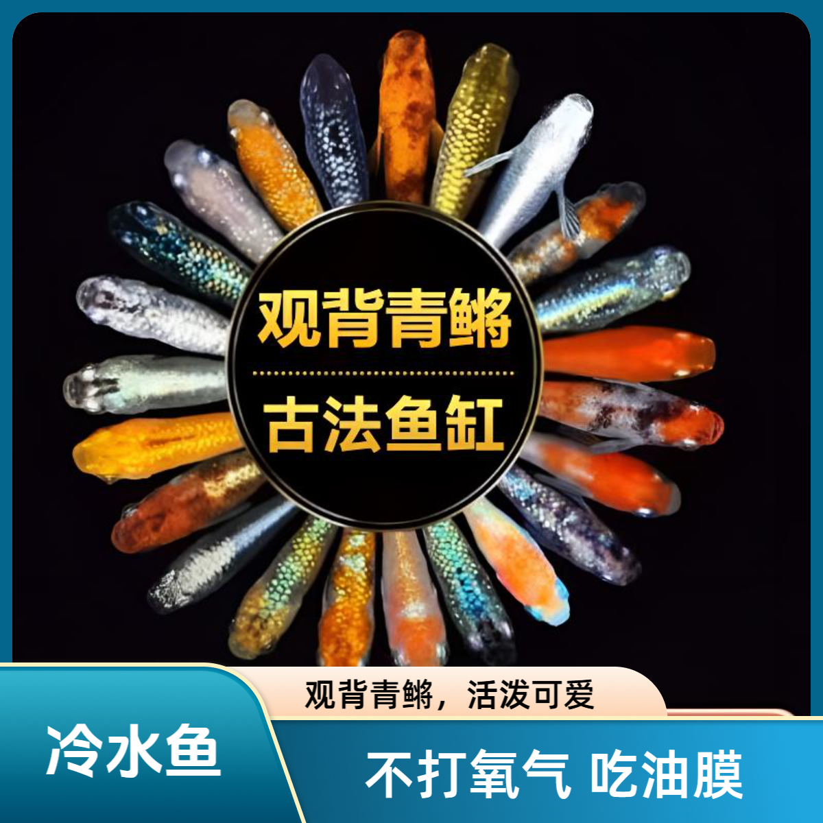 观背青鳉鱼不打氧免加温除油膜适合新手小型冷水观赏鱼古法缸混养