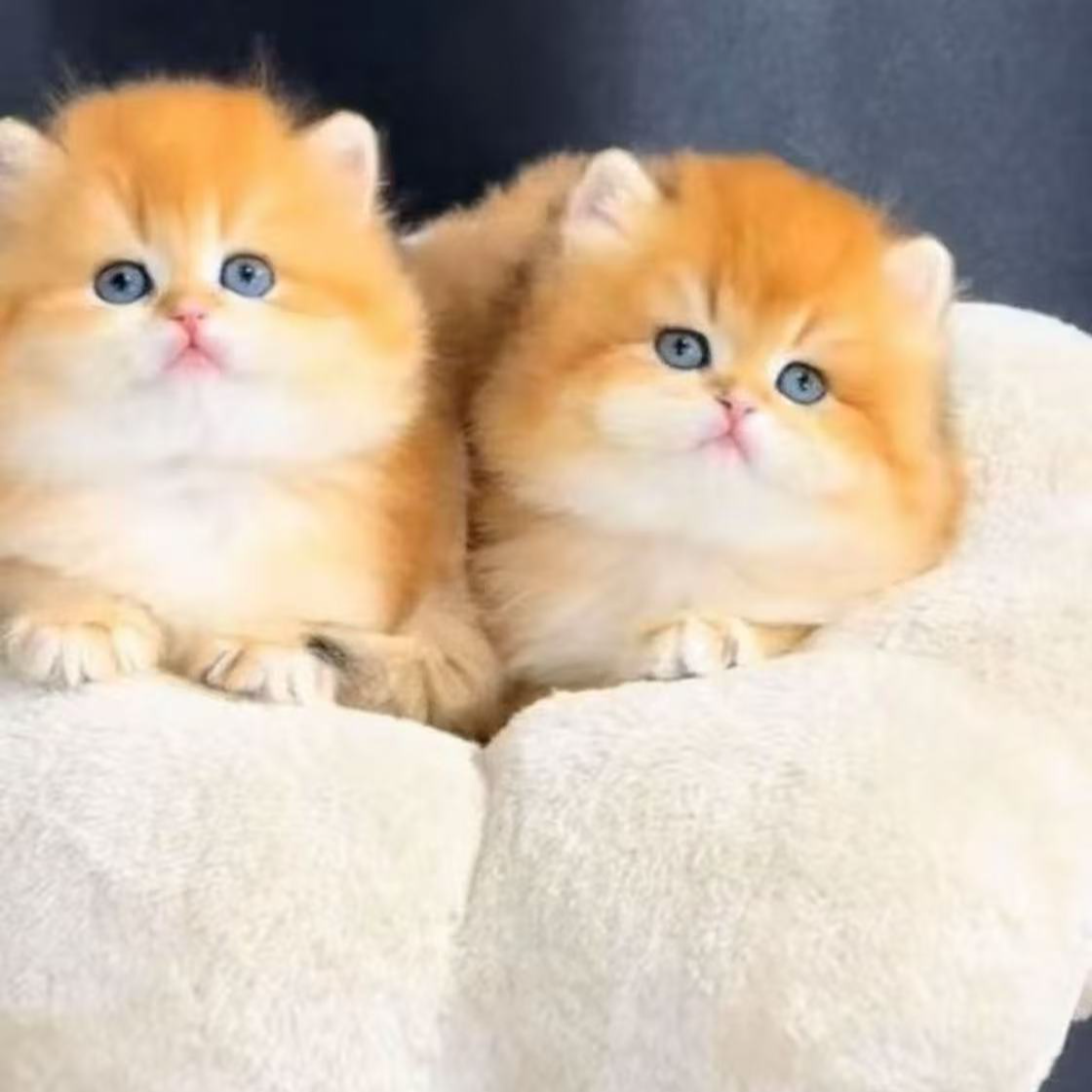 稀有色渐层猫单体链接