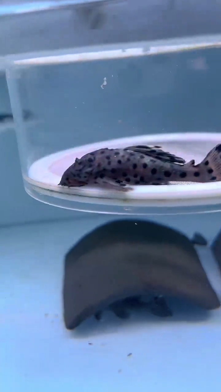 清道夫鱼忘**鱼15-072 老鼠斑 1条 尺寸8
