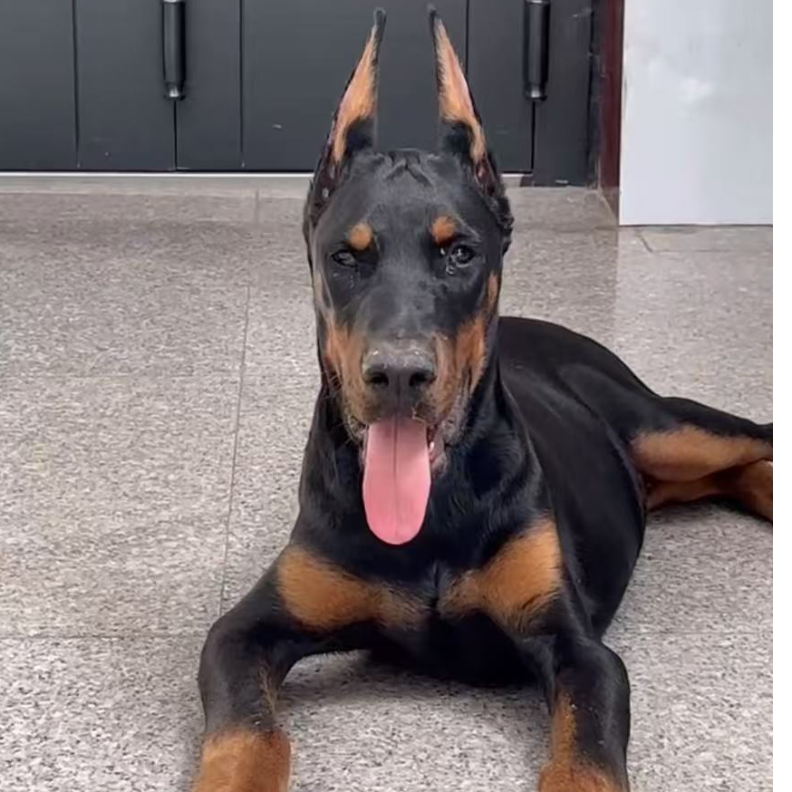 【芳杰的杜宾犬】狗狗活体田园犬中华宠物中华田园犬