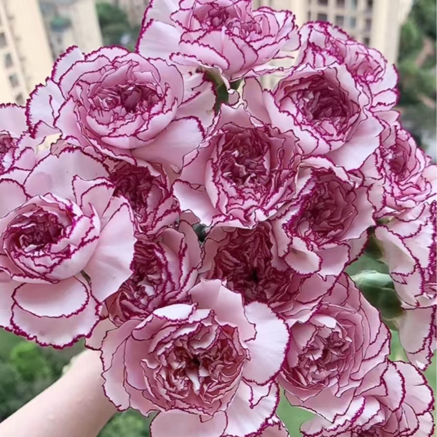 【紫精灵康乃馨20支】任意2单鲜花升级顺丰/德邦