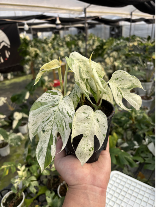 薄荷麒麟尾龟背竹