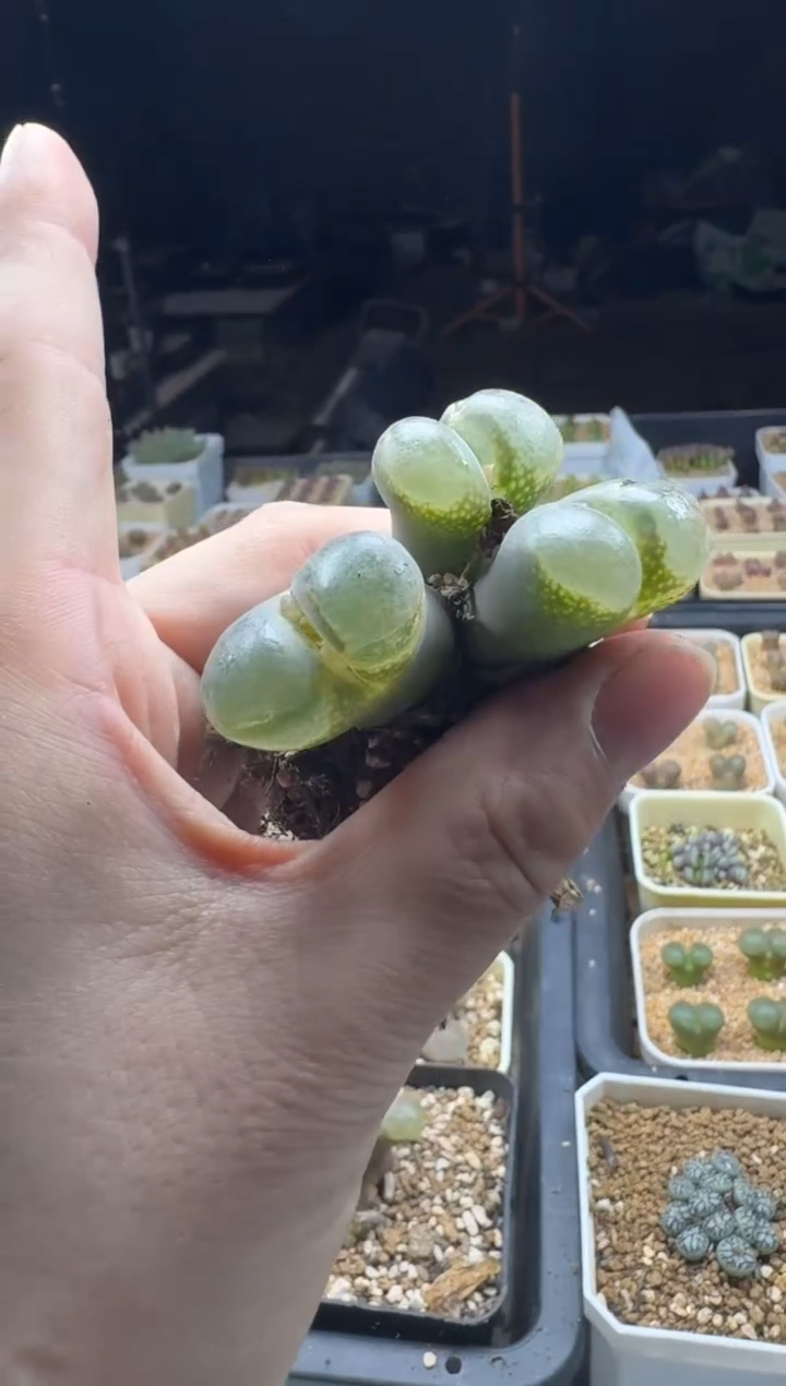 【闪购商品】17-278