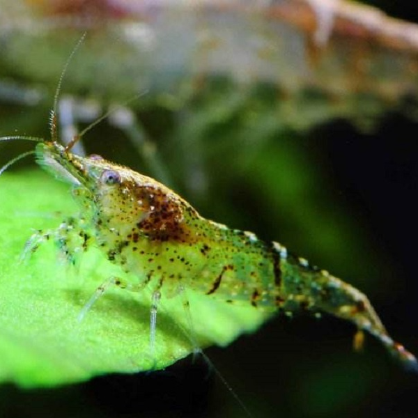 黑壳虾观赏虾宠物活体虾观赏虾饲料工具虾水族箱除藻虾免包装包邮