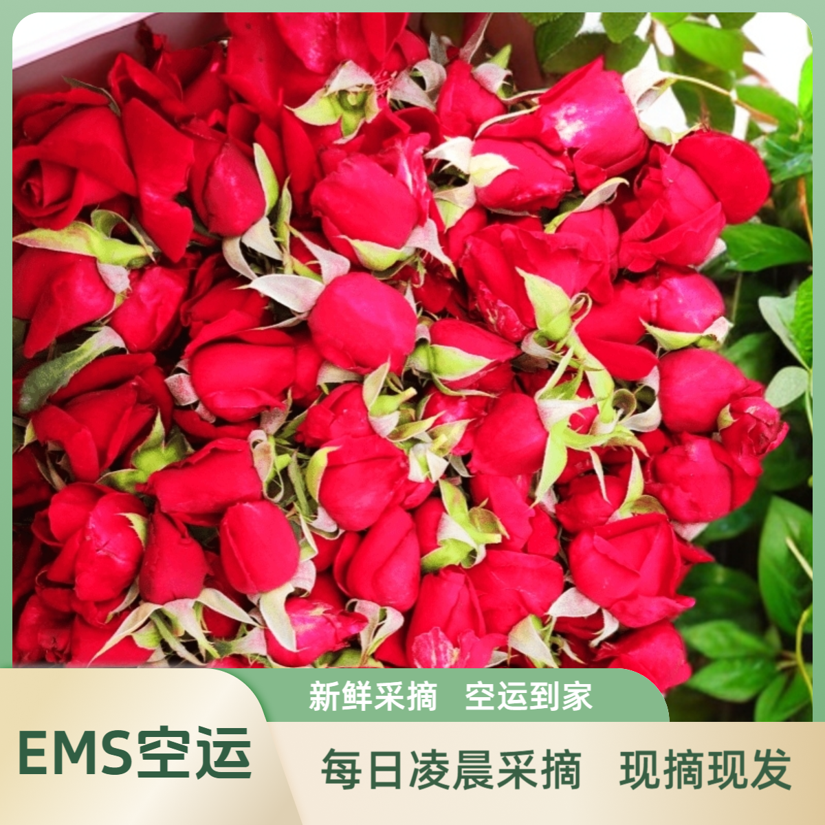 （现摘现发）新鲜墨红玫瑰食用玫瑰花可食用玫瑰花云南墨红玫瑰荞麦