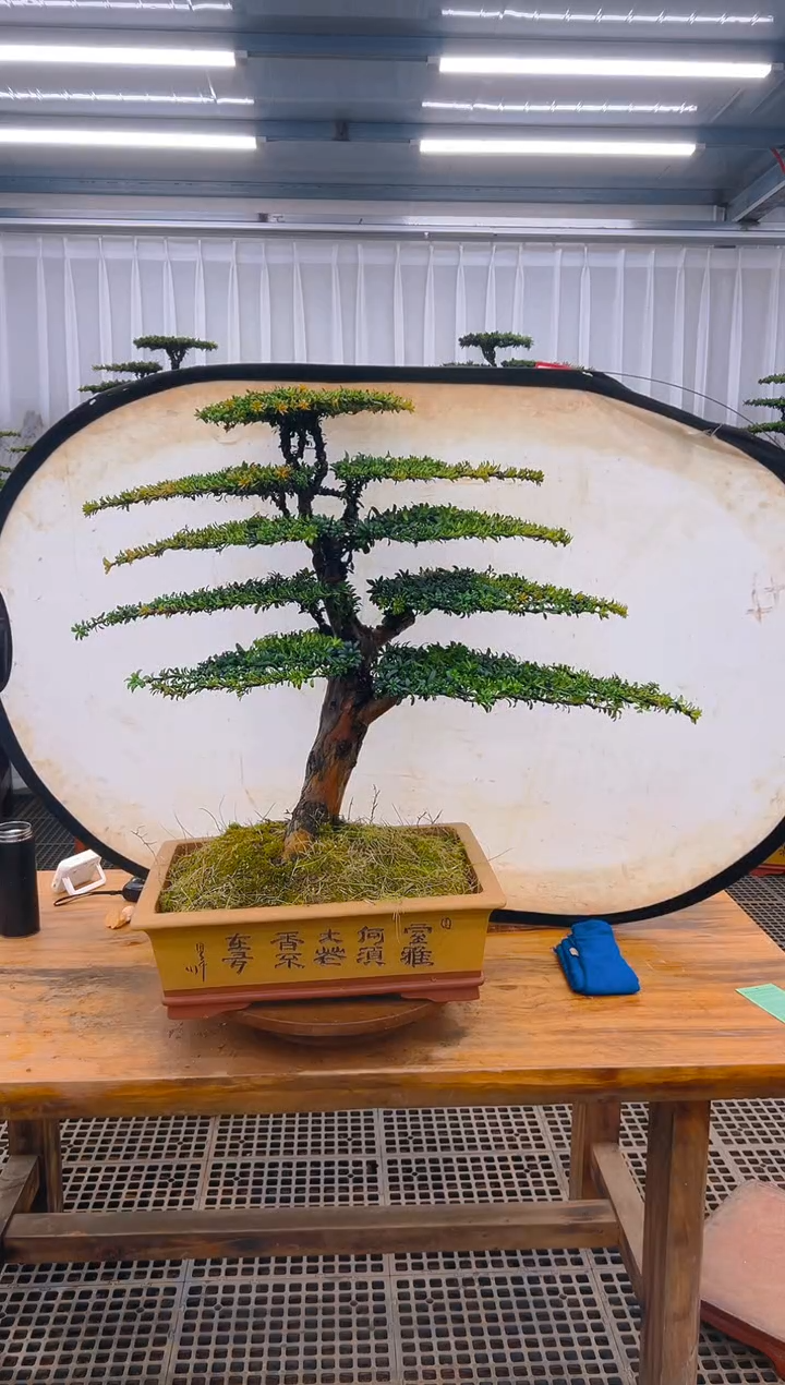 【闪购商品】紫砂精品盆景直播间一物一拍