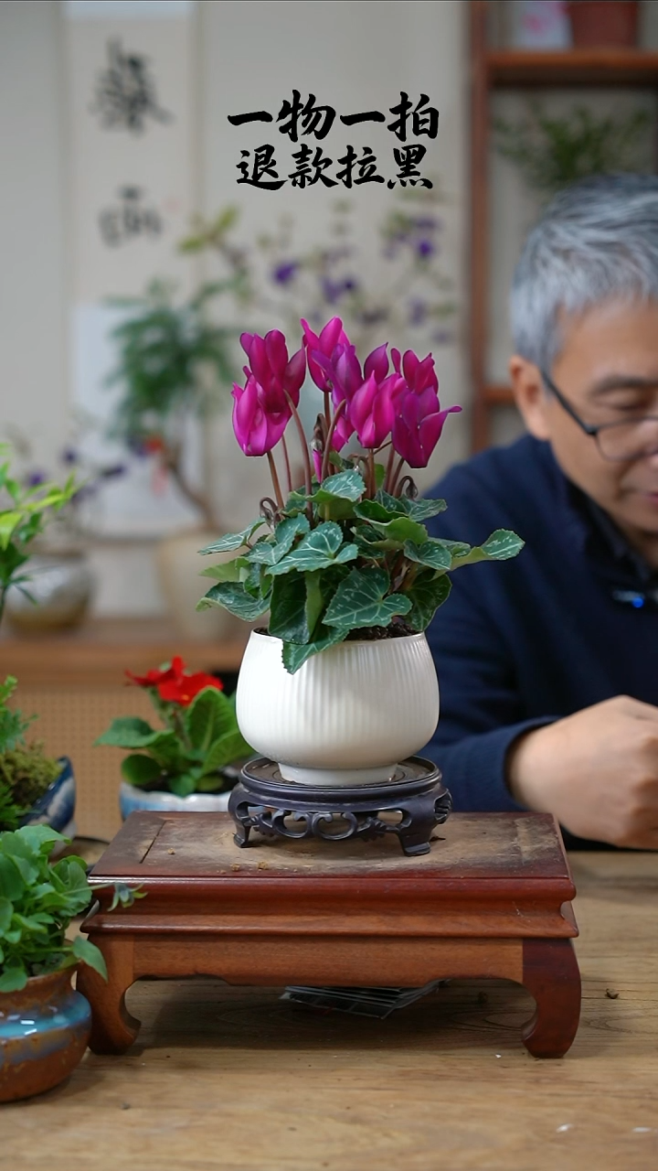 完全开放铁***星仙客来084