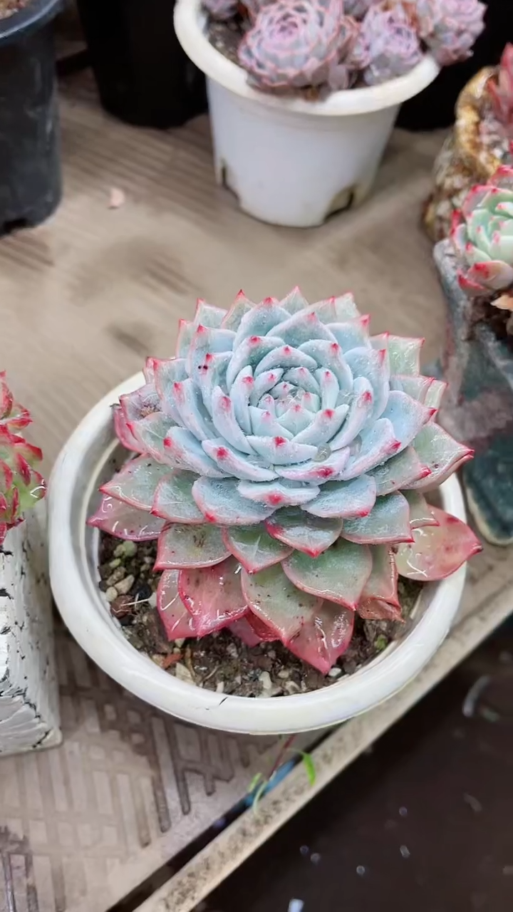 【闪购商品】13013