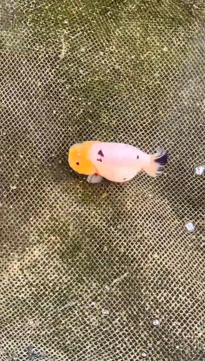 金鱼深***虎水娃娃渔场兰寿金鱼 观赏鱼 不包邮